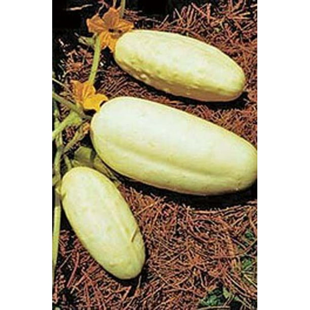 Cucumber seed White delicacy Vegetable Heirloom Seed 